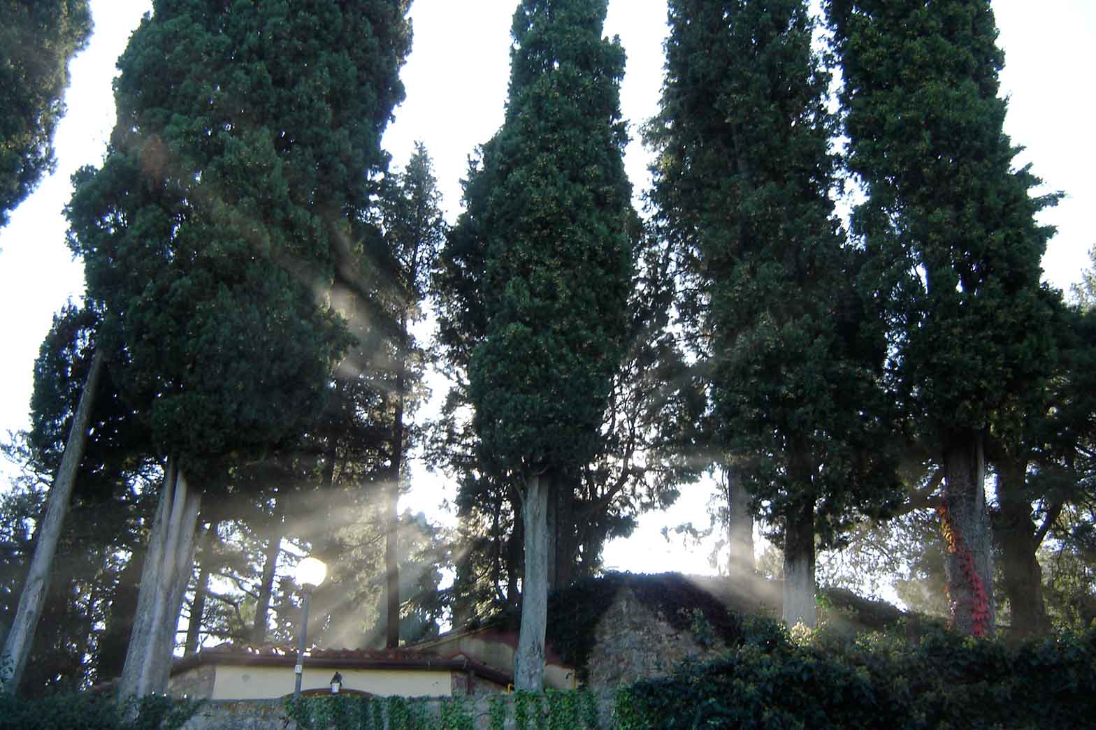Trees in Tuscany