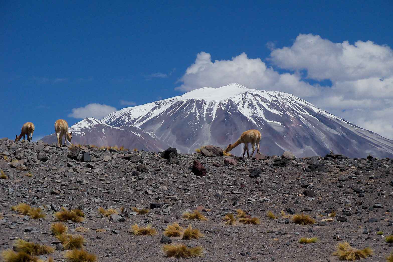 Guanocs and Volcano