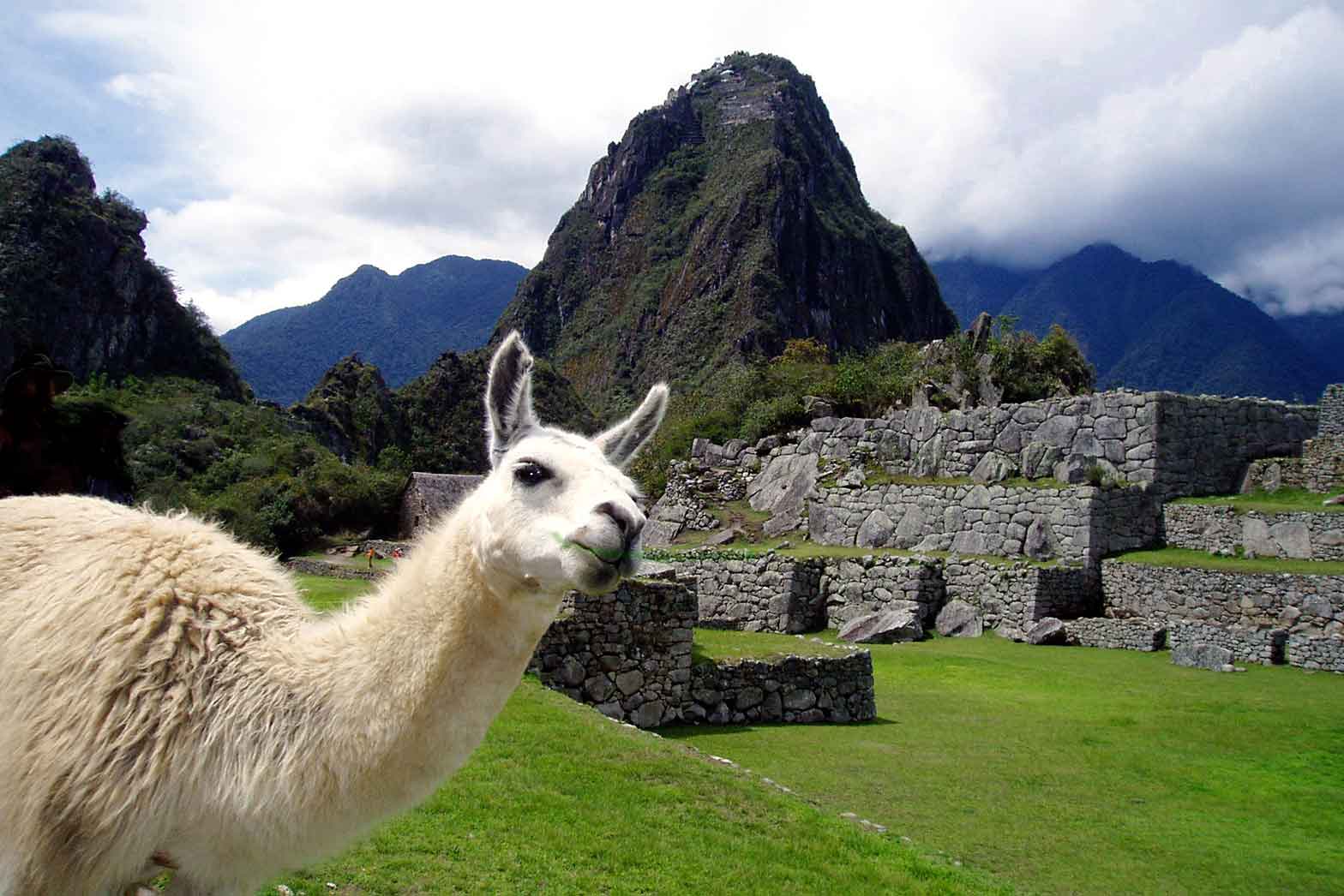 Machu Picchu pet llama