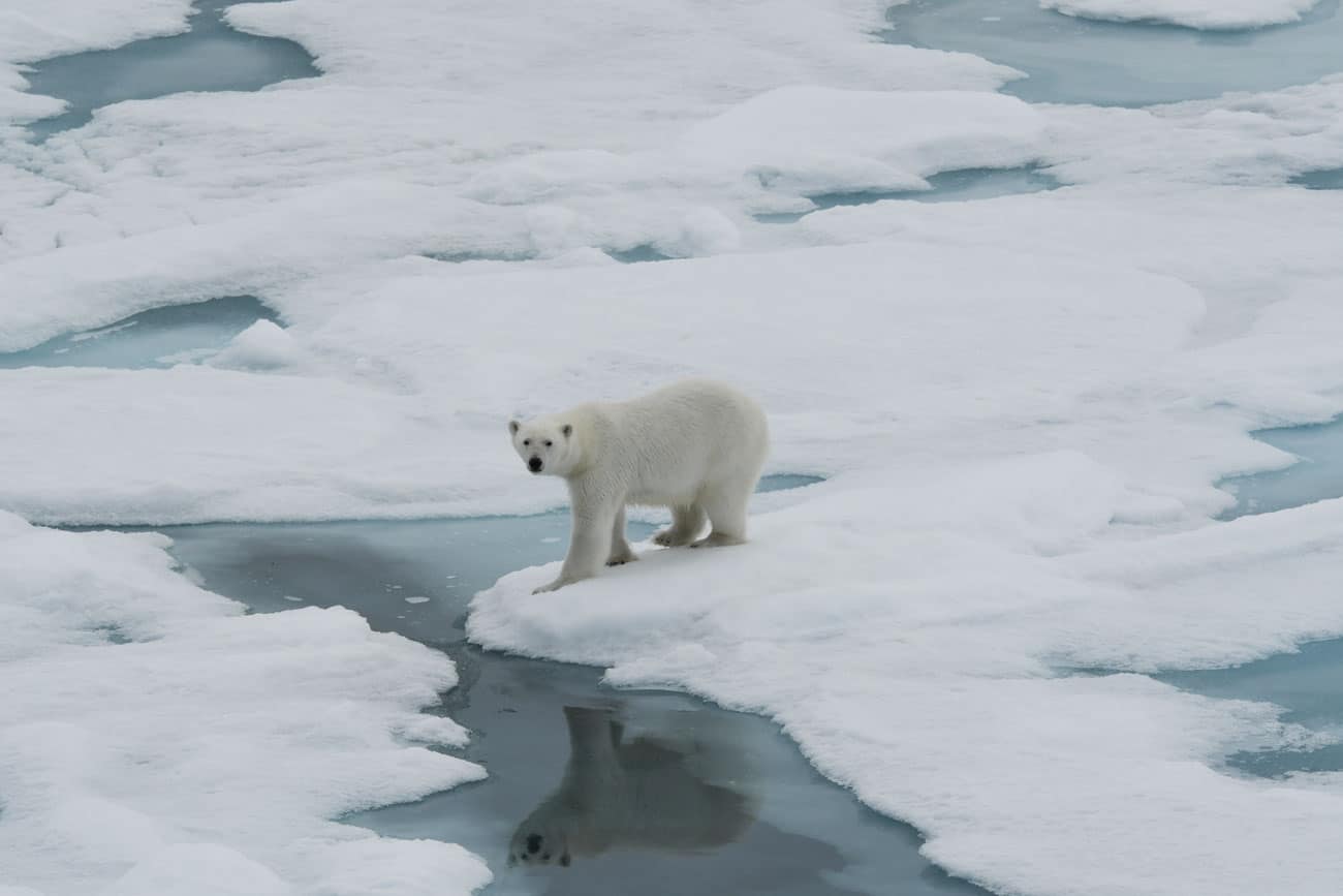 Polar Bear Spotting
