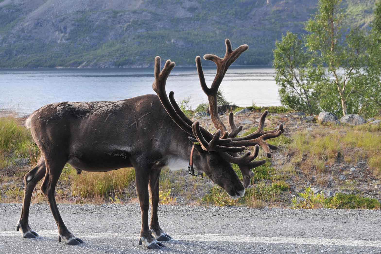 Reindeer road crossing