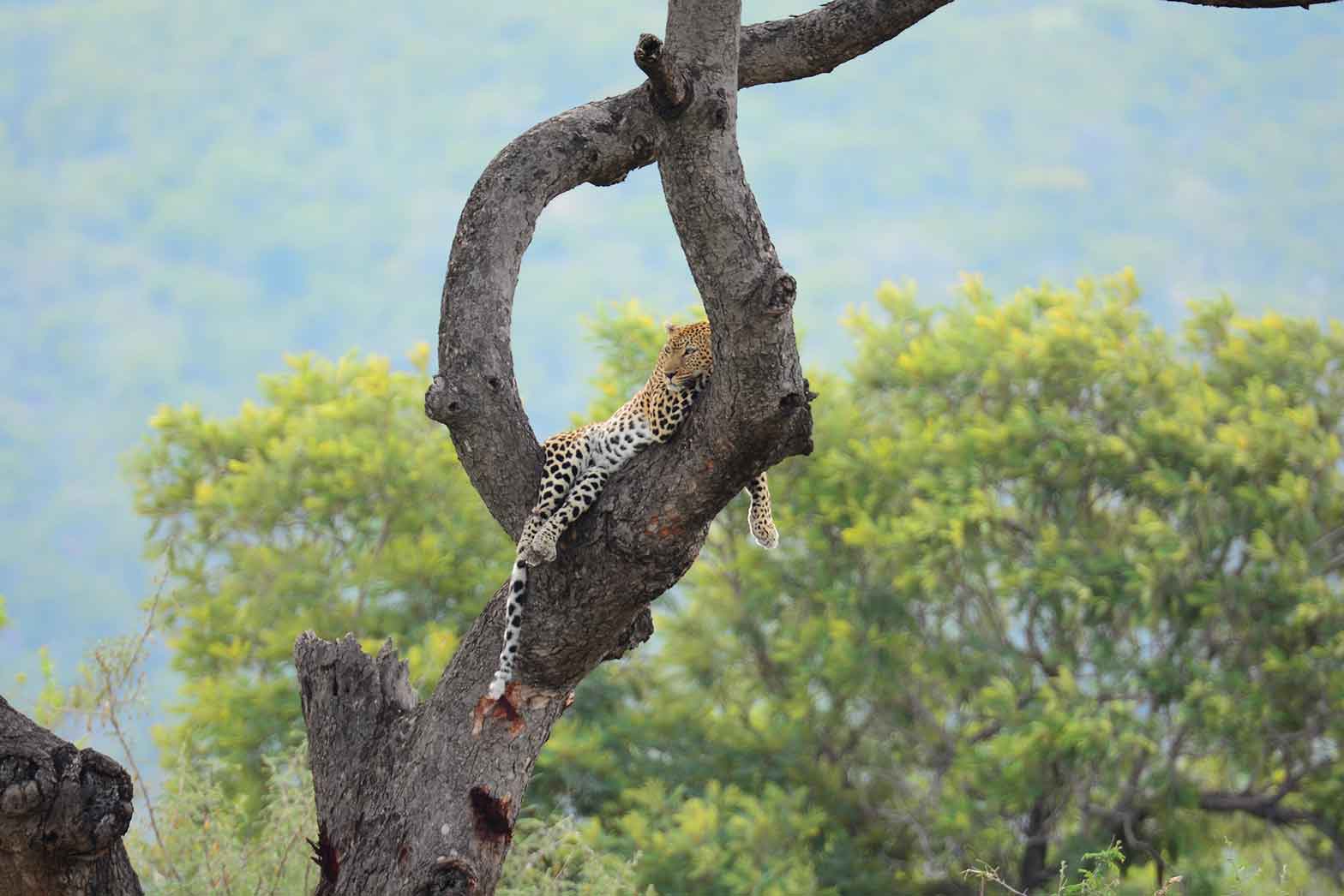 Treed Leopard - Kruger National Park