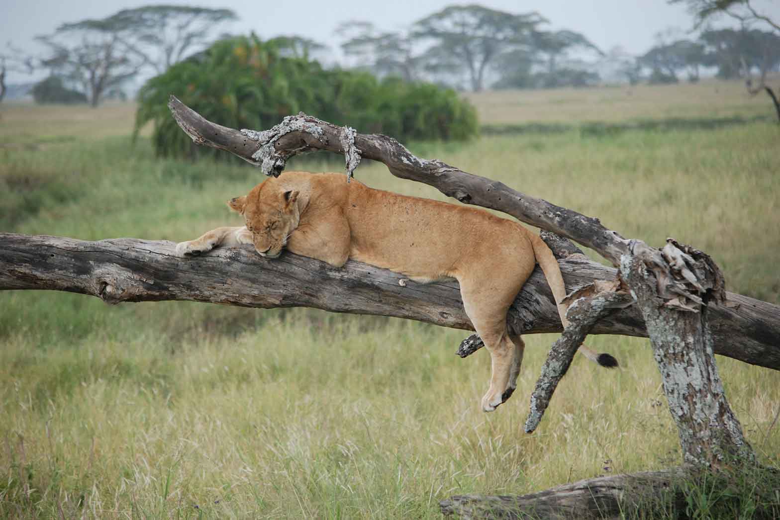 Treed lion, Out of Africa