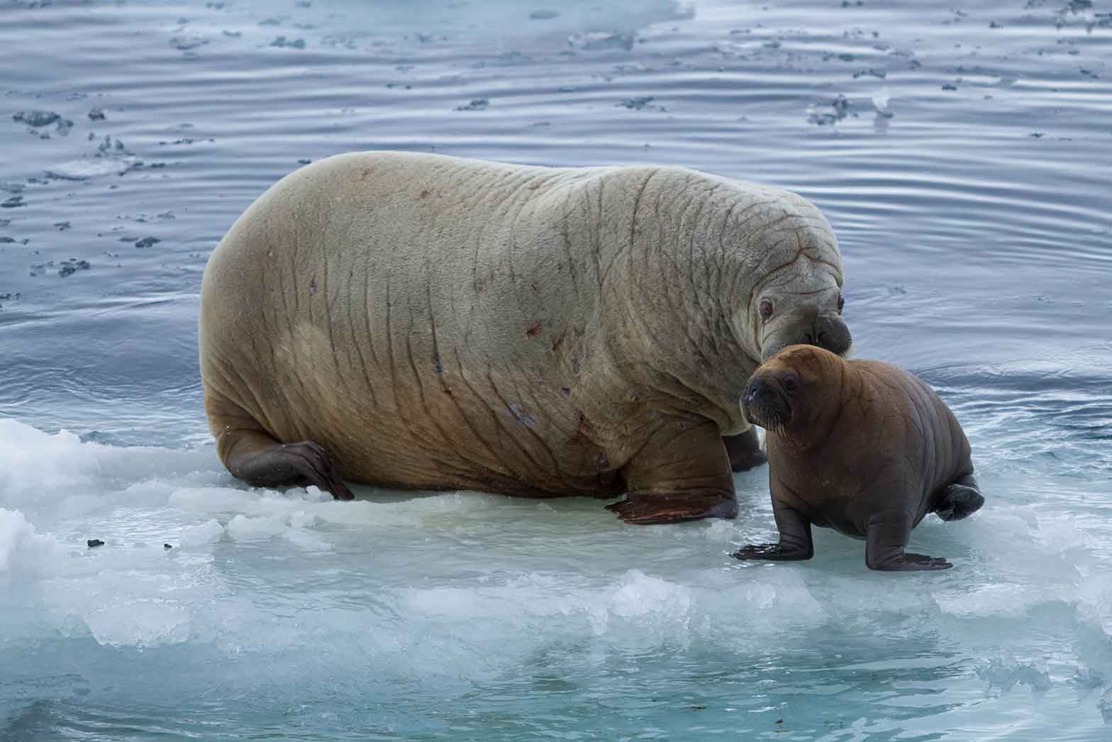 Wild walruses at North Pole