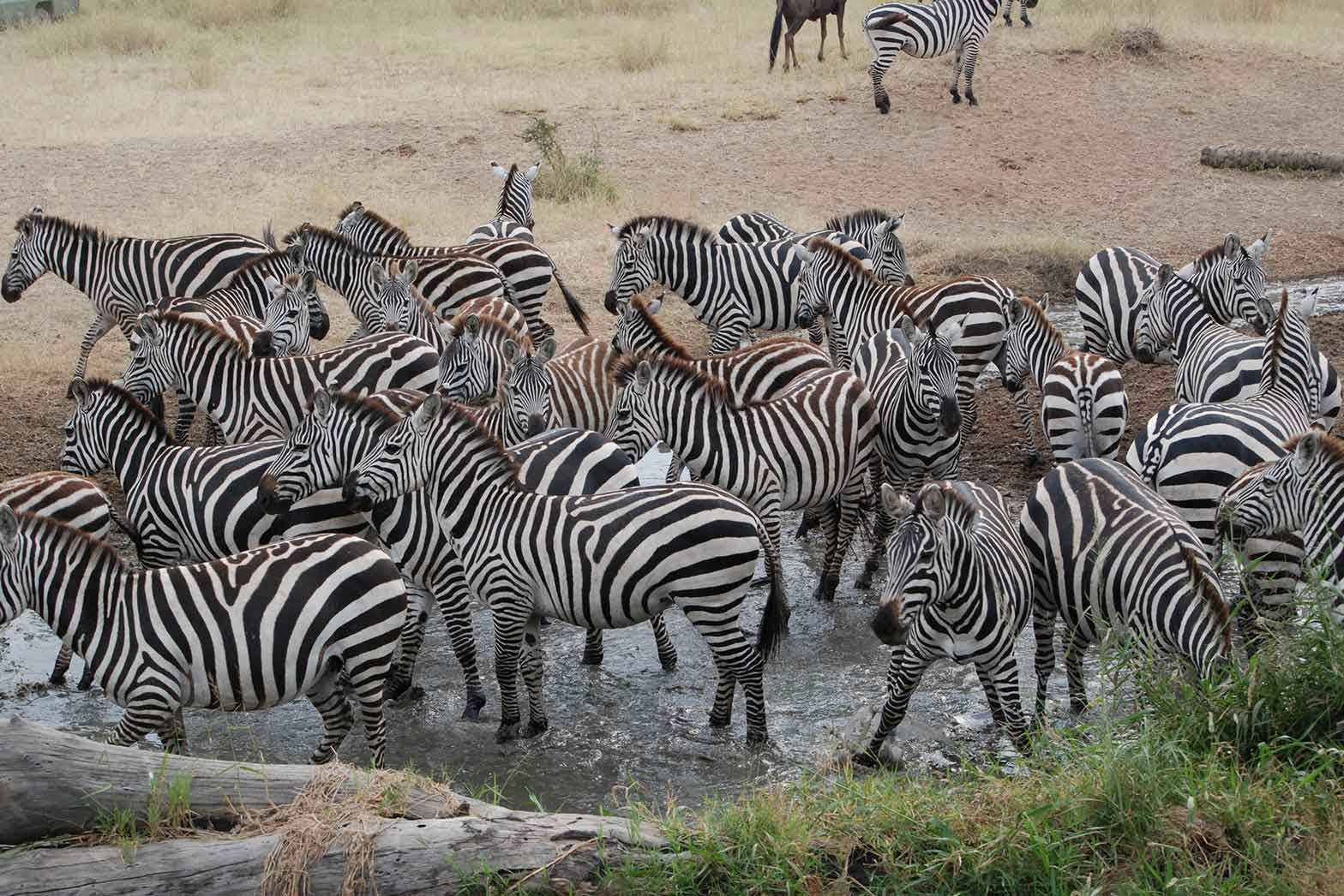 Zebra Watering Hold - The Serengeti