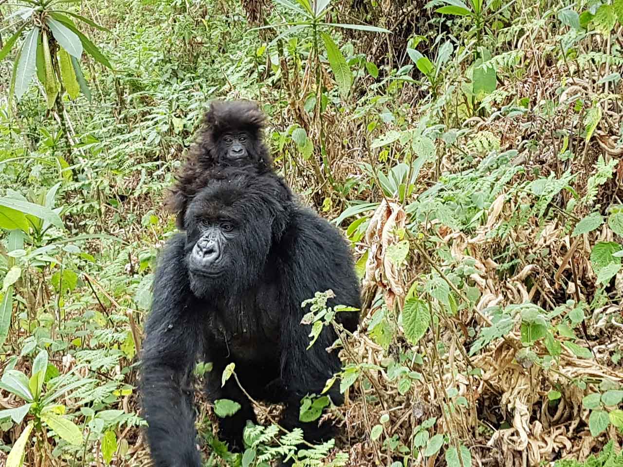 Heart of Africa, Day 6, Gorilla Safari, Motorcycle Tour by Ayres Adventures