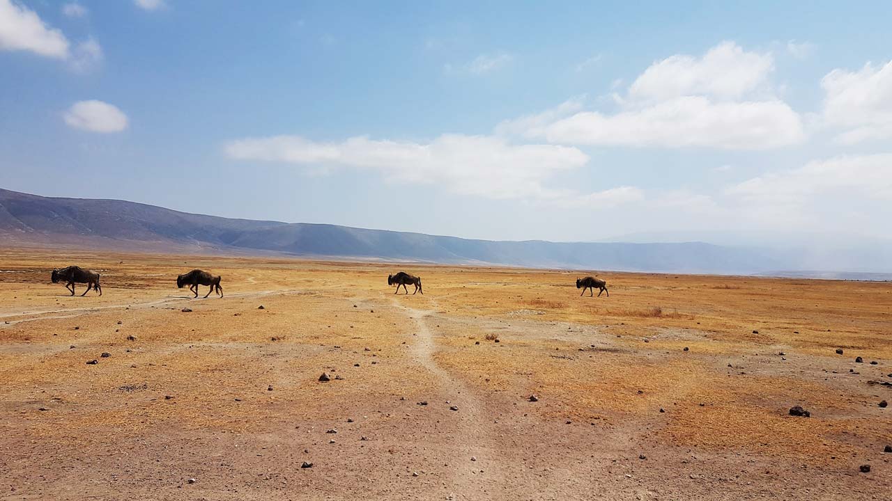Heart of Africa, Day 12, Serengeti, Motorcycle Tour by Ayres Adventures
