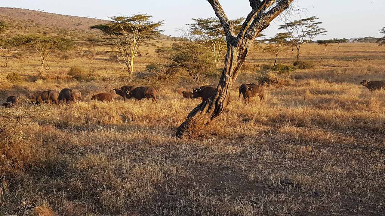 Heart of Africa, Day 10, Serengeti, Motorcycle Tour by Ayres Adventures