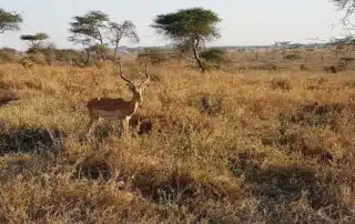 Heart of Africa Motorcycle Tour, Day 10, Serengeti, Ayres Adventures