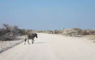 African Call of the Wild Motorcycle Tour 2016, Zebra crossing