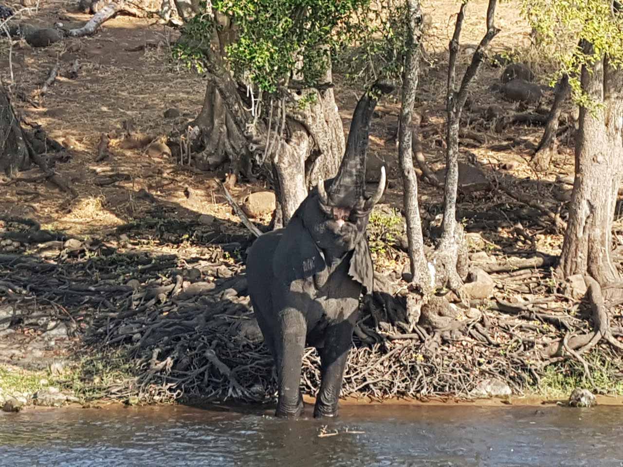 Day 6 - Call of the Wild Motorcycle Tour, Chobe River Cruise