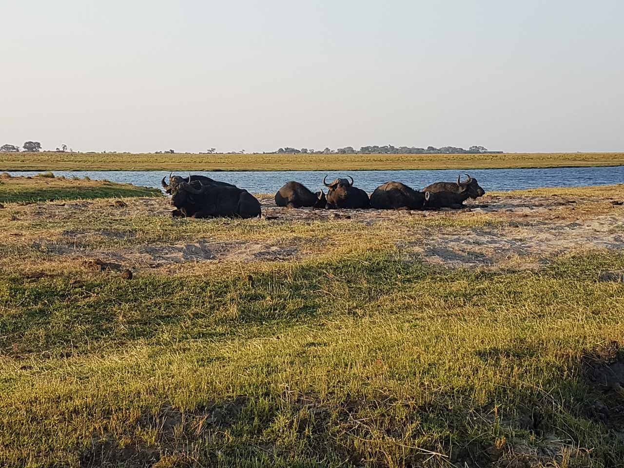 Day 6 - Call of the Wild Motorcycle Tour, Chobe River Cruise