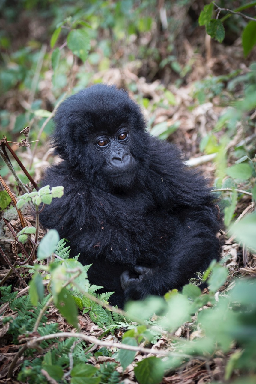 Heart of Africa, Day 6, Gorilla Safari, Motorcycle Tour by Ayres Adventures