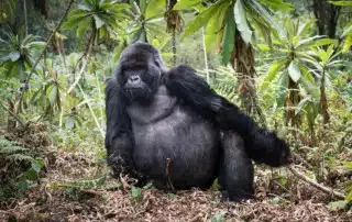 Gorilla Trekking by Don Toothman