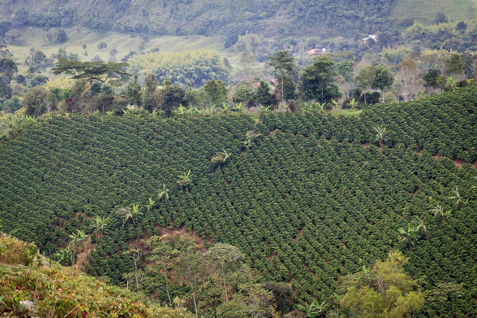 Coffee plantation in Colombia