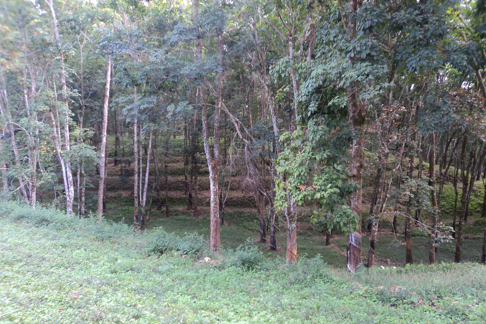 Rubber Trees, Uganda