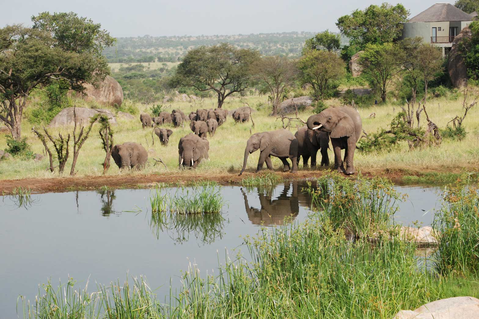 Elephants at a watering hole in the Serengeti