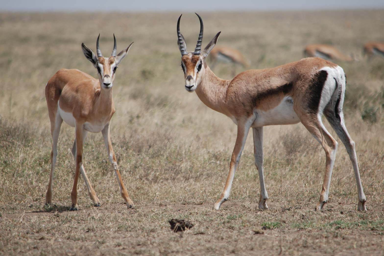 Wildlife in the Serengeti