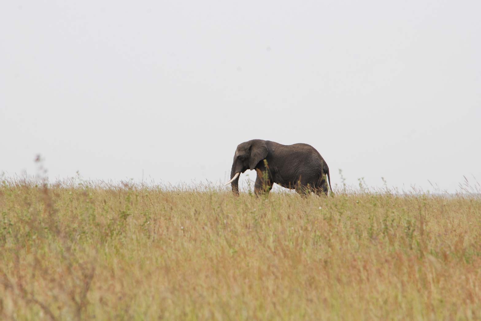 A lone elephant