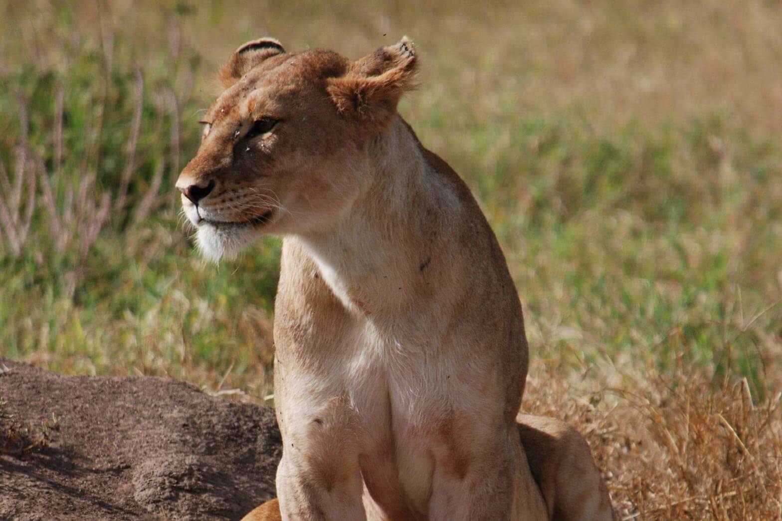 A young lioness