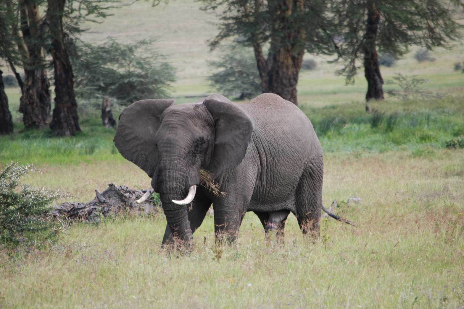Young male elephant