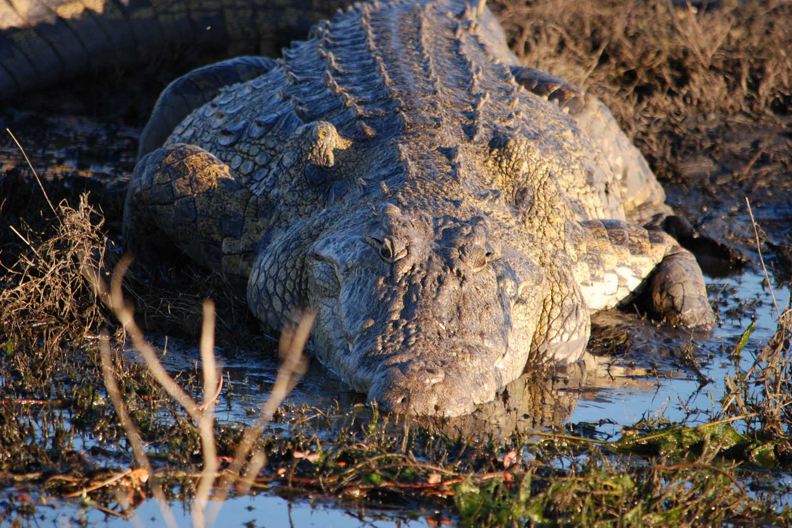 Sun bathing Nile Crocodile