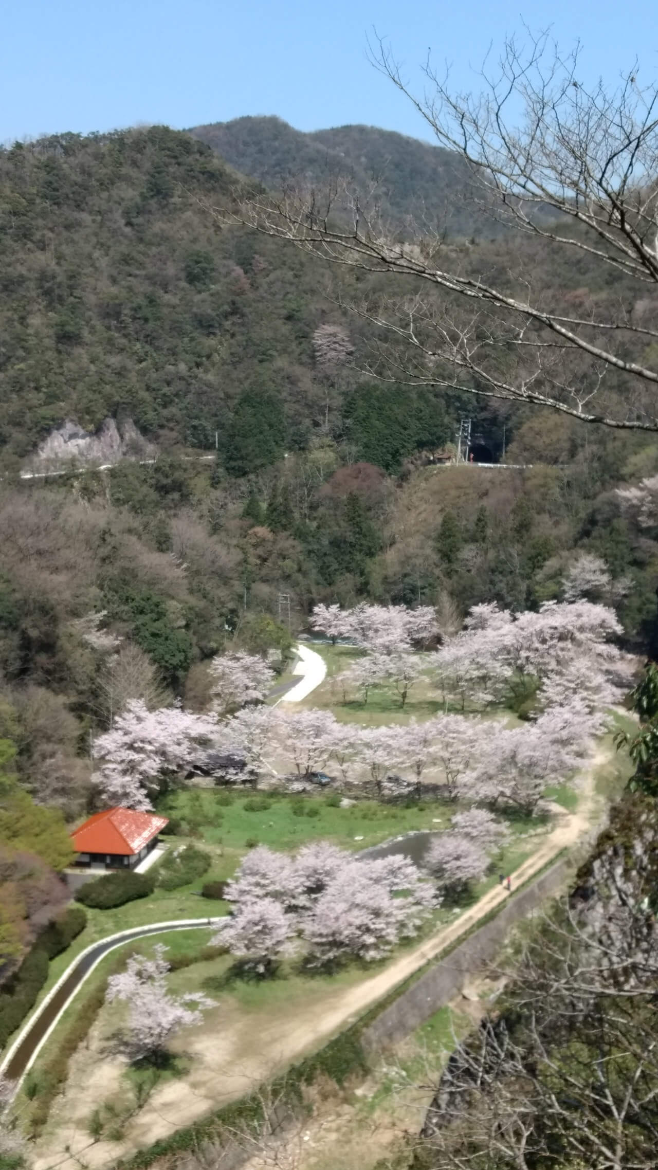 Japan Cherry Blossoms, Motorcycle Tour in Japan, Day 6, rest day in Hiroshima