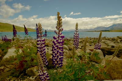 Top Down Adventure, Motorcycle Tour in New Zealand, Day 12