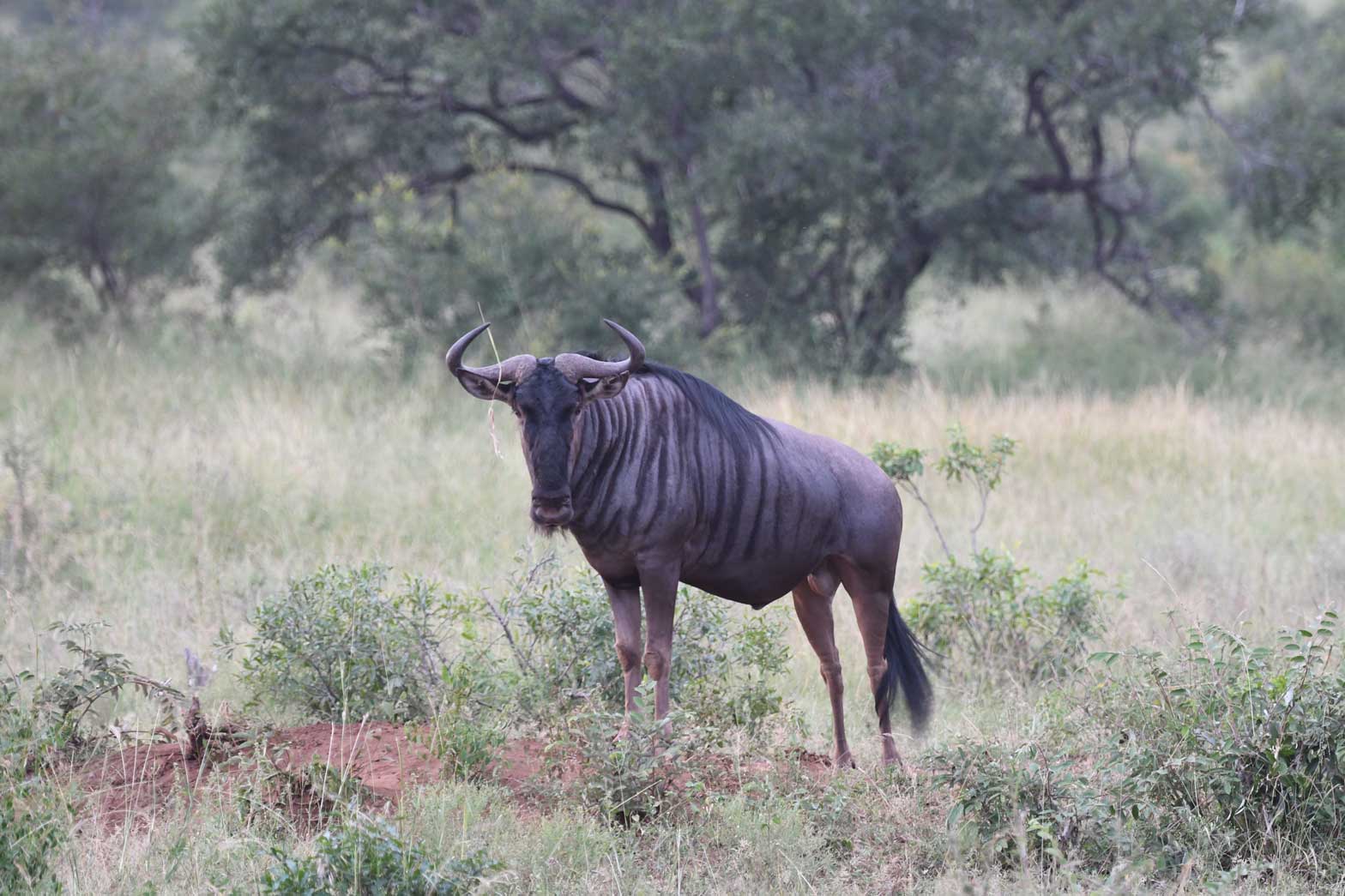 Wildebeest checking its surroundings